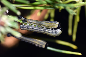 Larvae of European pine sawfly (Neodiprion sertifer) eating pine needles