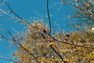 butterfly on branch 