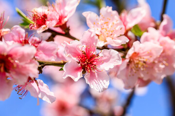 Peach flowers blossom in spring.