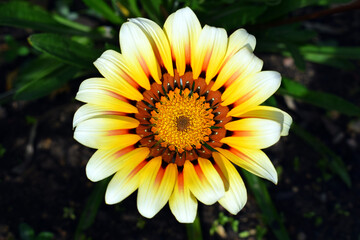 Beautiful gazania flower (Gazania rigens) close up