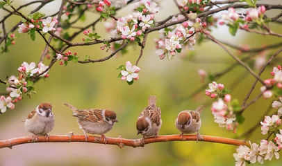 Deurstickers kleine grappige vogels en vogelkuikens zitten tussen de takken van een appelboom met witte bloemen in een zonnige lentetuin © nataba