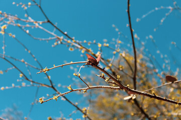 butterfly on branch 
