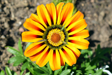 Beautiful gazania flower (Gazania rigens) close up