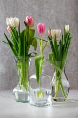 Beautiful white and pink tulip flowers in glass vases on gray background.