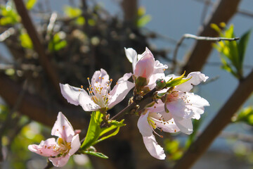 tree blossom