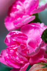 Fototapeta premium Blooming Pink carnation, clove flower with dew water drops. Close up macro plant petal, selective focus.