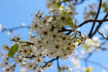 blooming tree