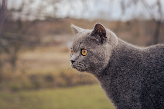 Brittish shorthair kitten on ohe tree