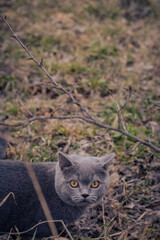 Brittish shorthair kitten play in the garden at spring