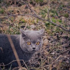 Brittish shorthair kitten play in the garden at spring