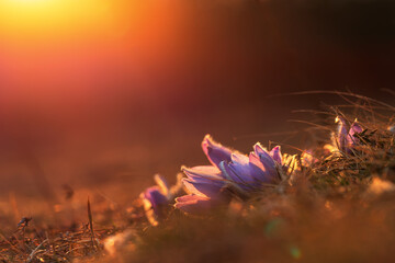 Spring flowers Pulsatilla Grandis on a meadow. Purple flowers on a meadow with a beautiful bokeh...