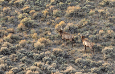 Bull Elk in the Red Desert of Wyoming in Autumn