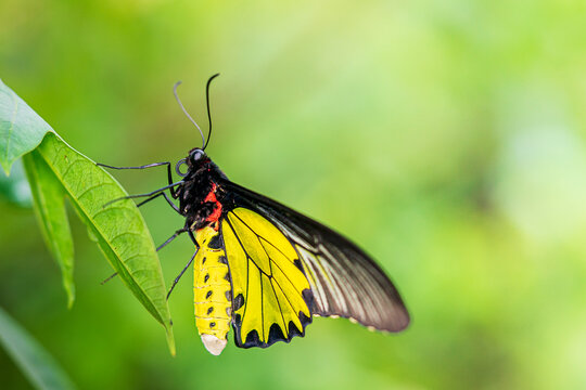 Close up image of golden birdwing butterfly hanging on green leaf