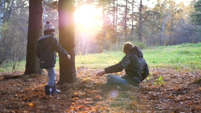 Children play in the pine Park, run around the trees, throw leaves. The sun's rays penetrate the pine forest. The laughter and joy of the family.