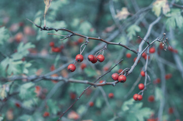 Hawthorn bush with red berries close-up, green leaves, autumn season