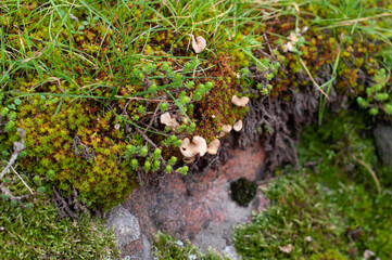 Green moss different types on granite stones, small sprouting mushrooms, different vegetation close-up.