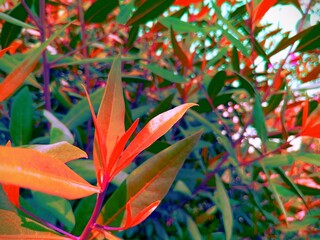 Obraz premium Strong field having Beautiful and Amazing leaves without flowers with such a great Red and Green gradients of Asia