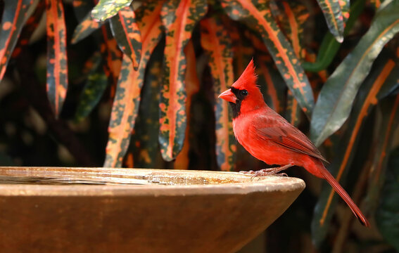 Male Northern Cardinal visits a backyard birdbath on a hot summer day.