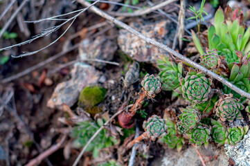 Diverse green plants close up on blurred background in background, autumn season