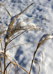 Plants under the snow