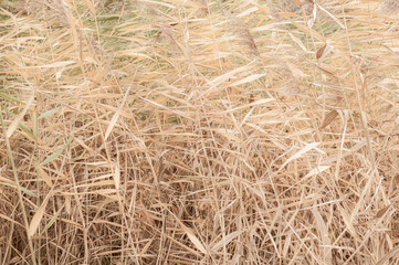 Autumn Rogoz, bright background yellow and dry leaves marsh reeds close-up, nature outdoors, plants growing near rivers in marshlands