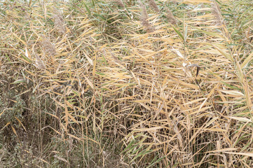 Autumn Rogoz, bright background yellow and dry leaves marsh reeds close-up, nature outdoors, plants growing near rivers in marshlands