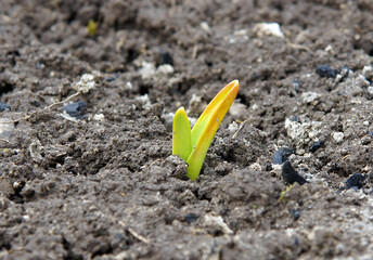 Young onion sprout in early spring