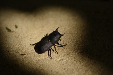 Dorcus parallelipipedus, the lesser stag beetle, is a species of stag beetle found in Europe.