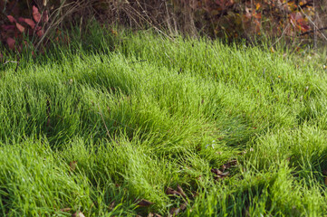 Lush densely growing green grass on the lawn, warm sun rays illuminate the vegetation, nature outdoors close-up