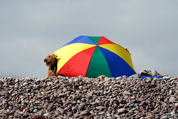 A dog and a beach umbrella in a pebbled beach in summer.