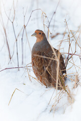 Kuropatwa (perdix perdix)