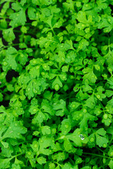 Planting vegetable garden, gardening, garden bad. Healthy lifestyle. Grocery