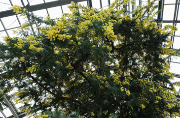 ミモザ(札幌市百合が原公園) / Mimosa (Yurigahara Park, Sapporo City)