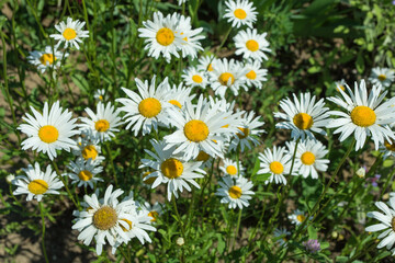 Fototapeta premium Garden chamomile or Nivyanik or Ox-eye Daisy (Latin: Leucanthemum). Flowers on a flowerbed close up.
