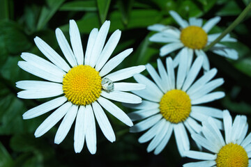Obraz premium White flower and spider close up. Garden chamomile or Nivyanik or Ox-eye Daisy (Latin: Leucanthemum) and spider-crab Tomizus filled (Latin: Thomisus onustus).