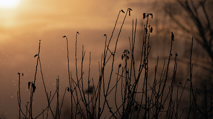 Obraz premium snowfall on a golden sunrise with grass in the foreground