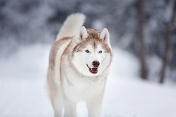 Close-up Portrait of happy siberian husky dog running in the snowy winter forest.