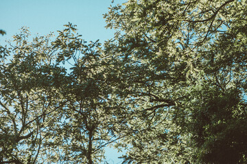 textura de arboles