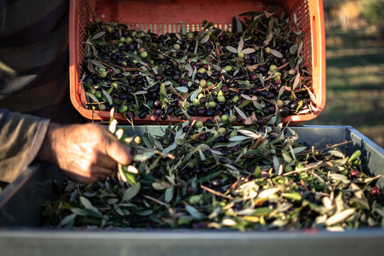 scena di lavoro durante la raccolta delle olive, cassetta piena di olive per fare olio extravergine di oliva che viene rovesciata per la pulizia