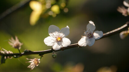 Pequeñas flores blancas en ramas de cerezo al atardecer