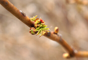 Buds of Rhus javanica