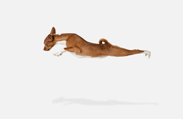 Cute puppy of Basenji dog posing isolated over white background