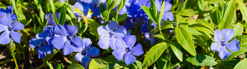 Blue spring summer flowers and green leaves banner