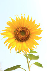 A single sunflower (disk flower, cut flower) against blue sky.