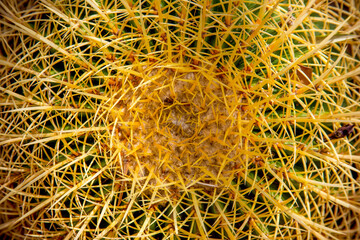 background - close-up on top of a large cactus with yellow spines