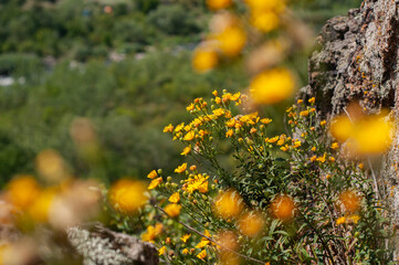 Yellow wild flowers growing on cliffs in nature.
