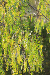 Schinus Molle - American pepper