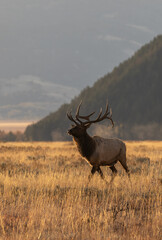 Bull Elk in Autumn in Grand Teton National Park Wyoming