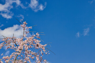 桜　cherryblossoms