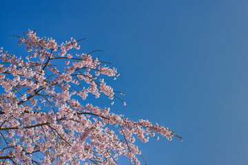 桜　cherryblossoms